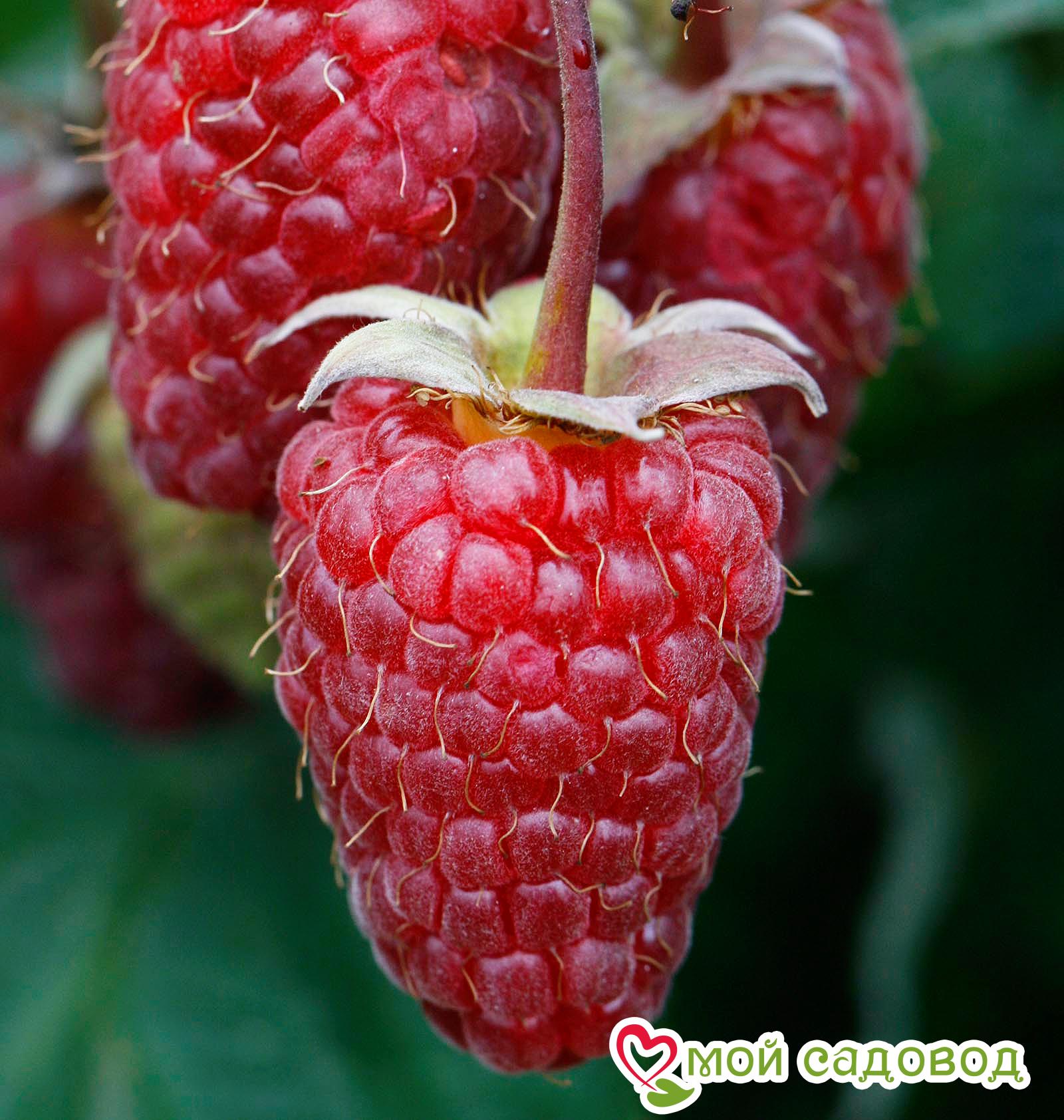 Малина Евразия